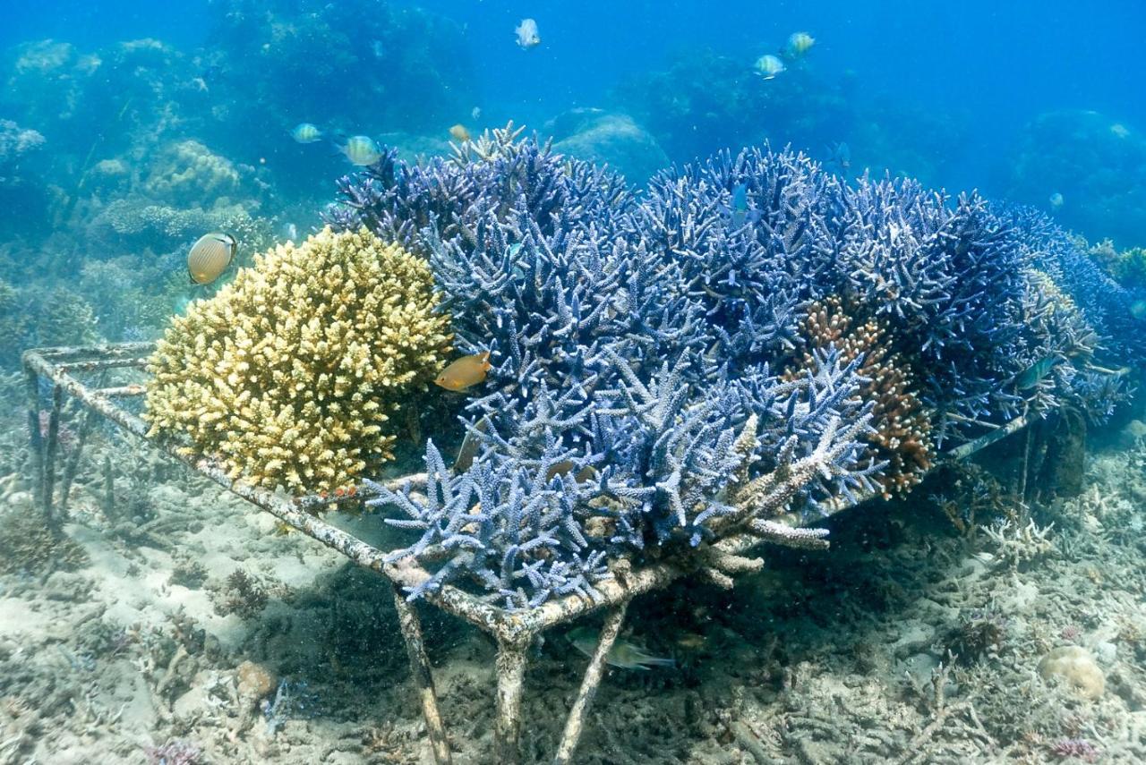 Hotel Alam Karang Gili Gede Exterior foto
